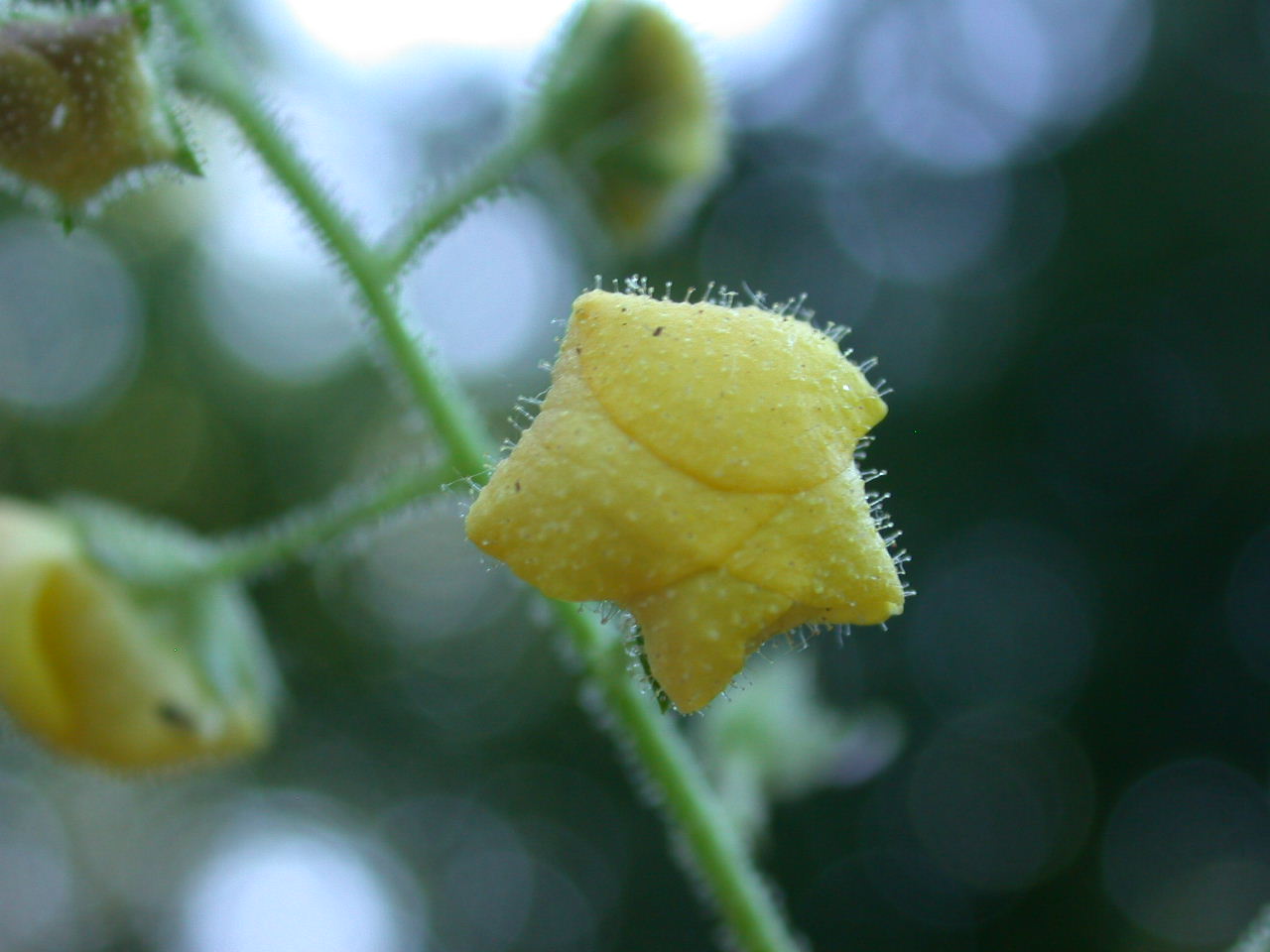 Verbascum blattaria / Verbasco polline